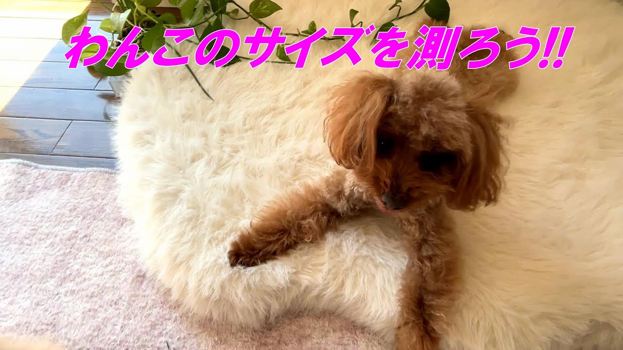 白いマットの上で伏せてるBebe(犬)の画像